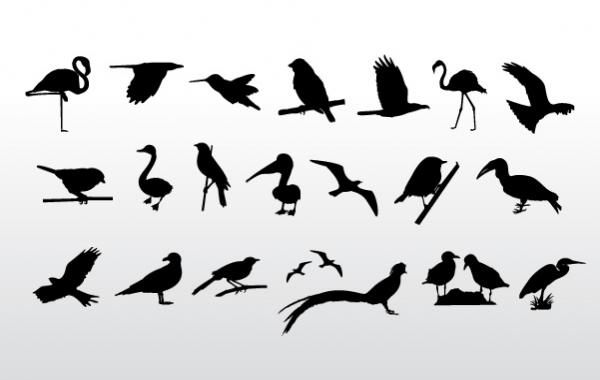 Vögel-Sammlung Vögel-Sammlung
