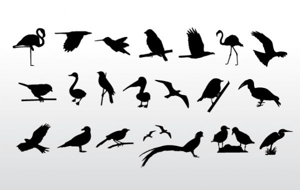Birds Collection
