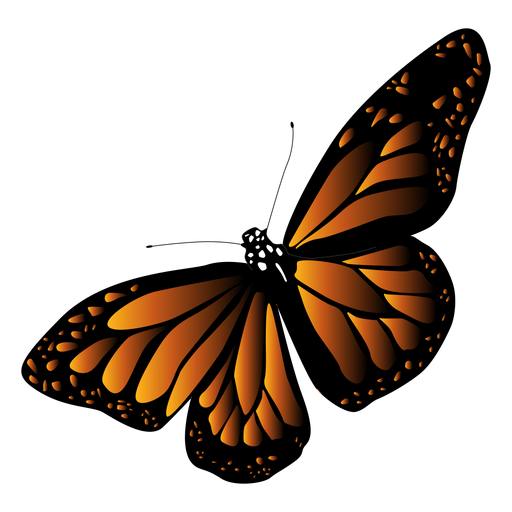 Detailed black orange butterfly vector