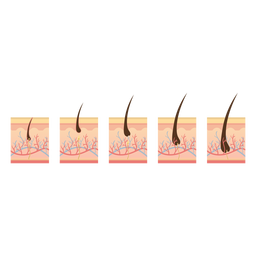 Ciclo de crescimento do cabelo Ciclo de crescimento do cabelo