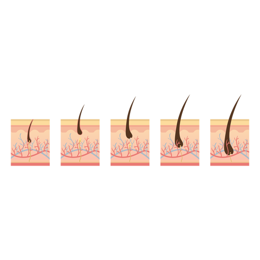 Hair growth cycle PNG Design