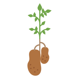 Elemento de diseño de planta de patatas. Diseño PNG