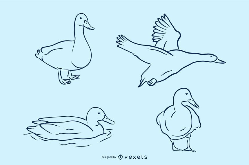 Conjunto de ilustración vectorial pato Conjunto de ilustración vectorial pato