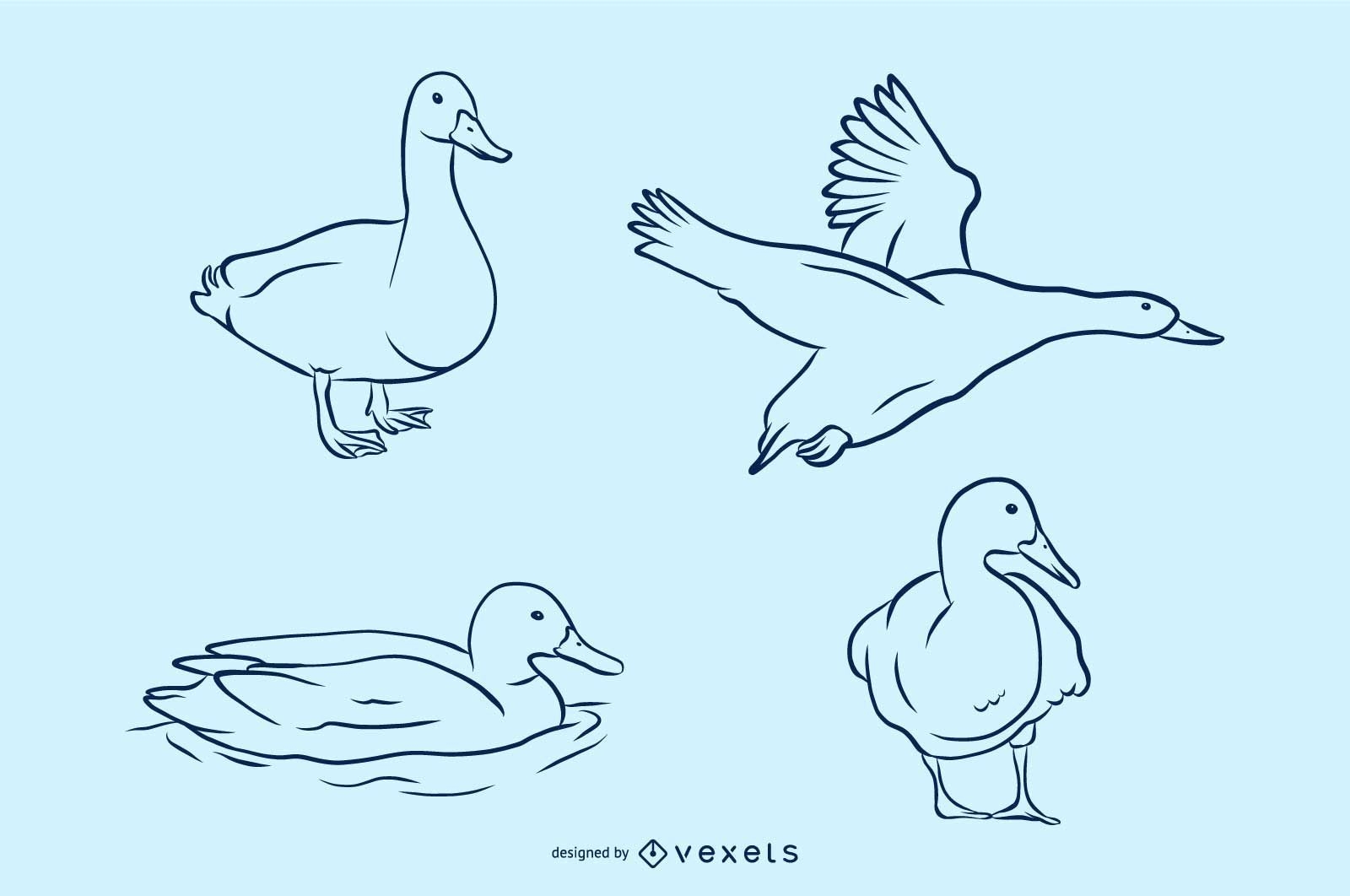 Duck Vector Illustration Set