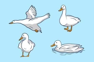 Conjunto de ilustración de pato blanco
