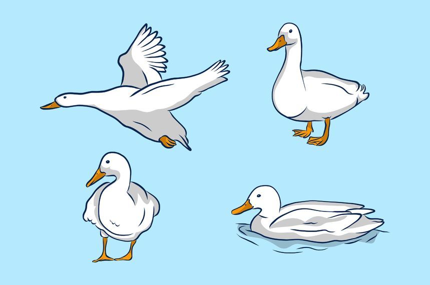 White Duck Illustration Set White Duck Illustration Set