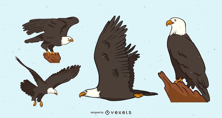 Bald Eagle Vector Set Bald Eagle Vector Set