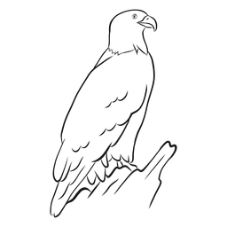 Vector de dibujo de águila calva Diseño PNG