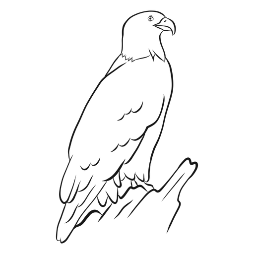 Download Bald Eagle Sketch Vector Transparent Png Svg Vector File