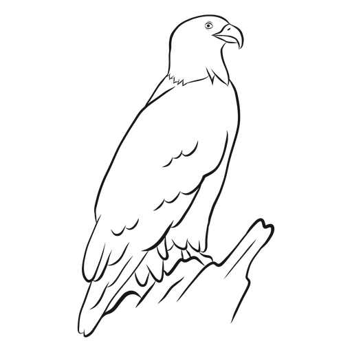 Vetor de esboço de águia careca Desenho PNG