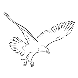 Águila en vuelo vector de dibujo