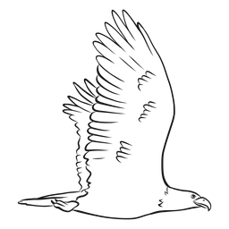 Fliegender Adler-Skizzenvektor PNG-Design