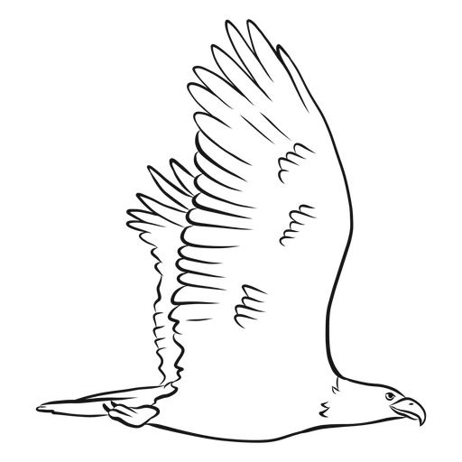 Vector de dibujo de águila voladora Diseño PNG