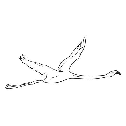 Flying flamingo sketch ilustración Transparent PNG Flying flamingo sketch ilustración Transparent PNG
