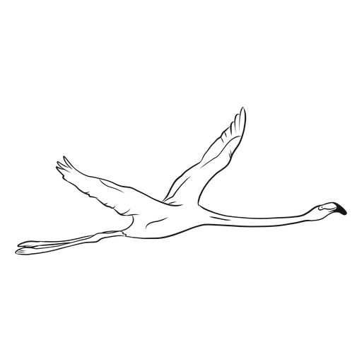 Ilustraci?n de dibujo de flamenco volador Diseño PNG