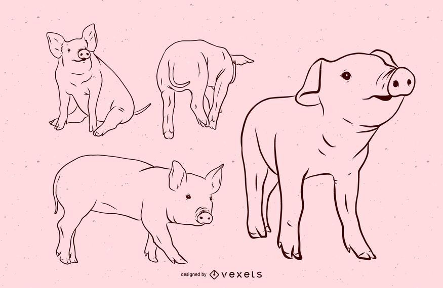 Pig Stroke Illustration Set Pig Stroke Illustration Set