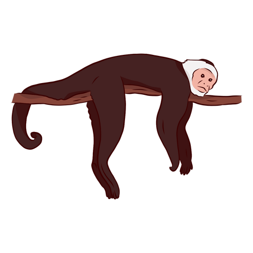 Capuchin monkey leg tail branch illustration PNG Design