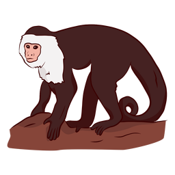 Capuchin Monkey Leg Tail Illustration PNG & SVG Design For T-Shirts