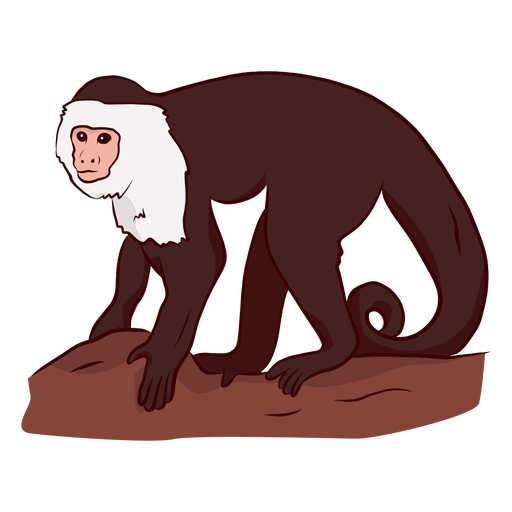 Ilustraci?n de cola de pata de mono capuchino Diseño PNG