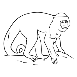 Dibujo de cola de pata de mono capuchino Diseño PNG