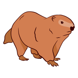 Ground hog marmot muzzle illustration PNG Design