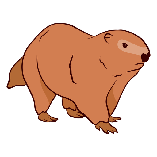 Ground hog marmot muzzle illustration PNG Design