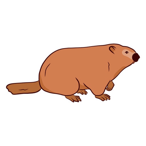Ground hog marmot muzzle tail illustration