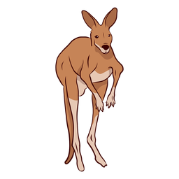 Kangaroo ear tail leg illustration Kangaroo ear tail leg illustration