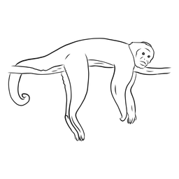Bosquejo de rama de cola de pata de mono capuchino Diseño PNG