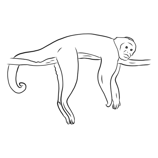 Design PNG E SVG De Desenho De Ramo De Cauda De Macaco-prego Para Camisetas