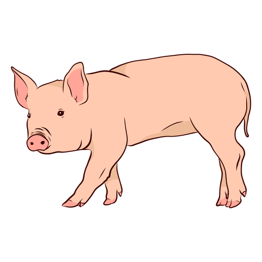 Pig snout ear hoof illustration