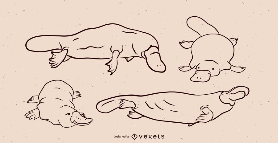 Conjunto de ilustración de ornitorrinco blanco y negro Conjunto de ilustración de ornitorrinco blanco y negro