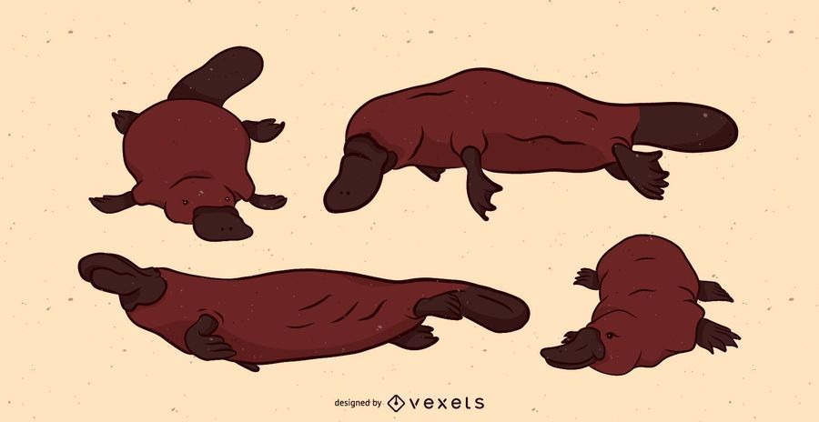 Platypus Illustration Set Platypus Illustration Set