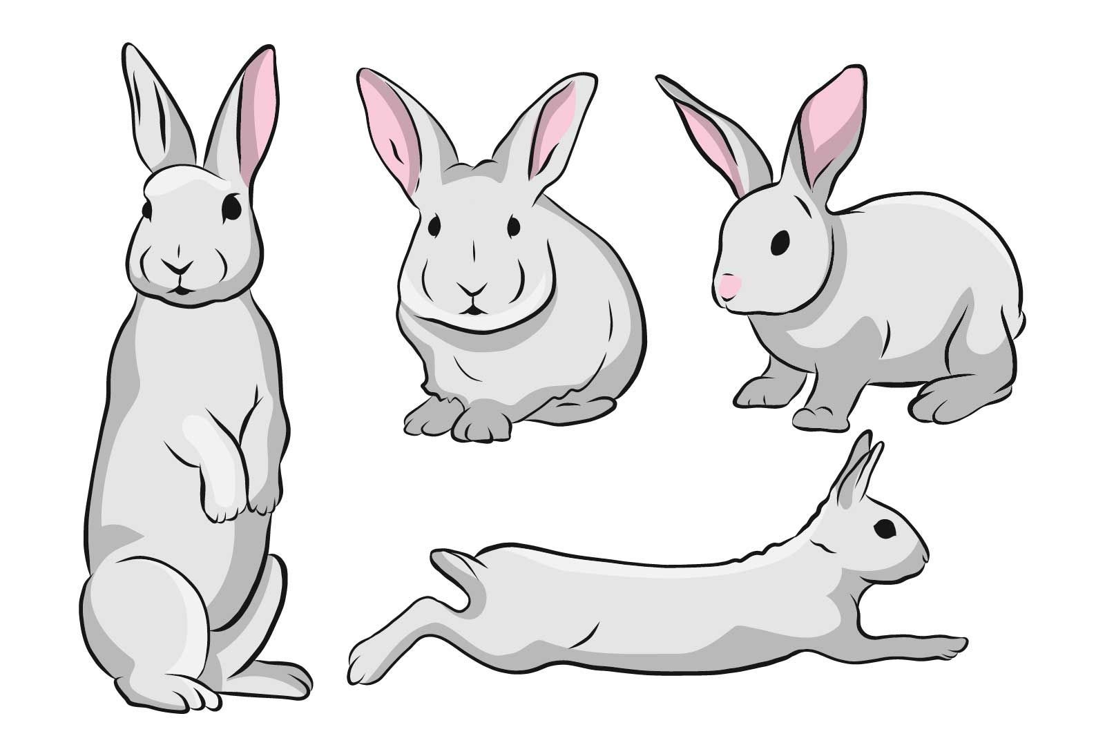 Nettes Kaninchen-Illustrationsset