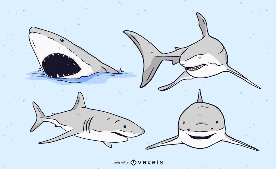 Shark Illustration Set Shark Illustration Set