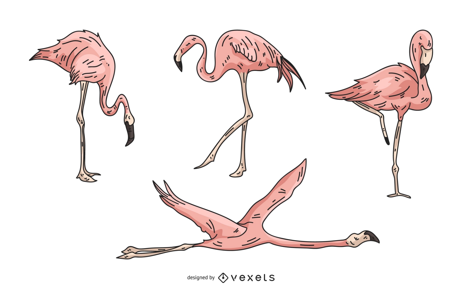 Conjunto de ilustra??o do flamingo rosa