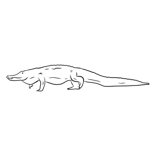 Alligator crocodile tail sketch
