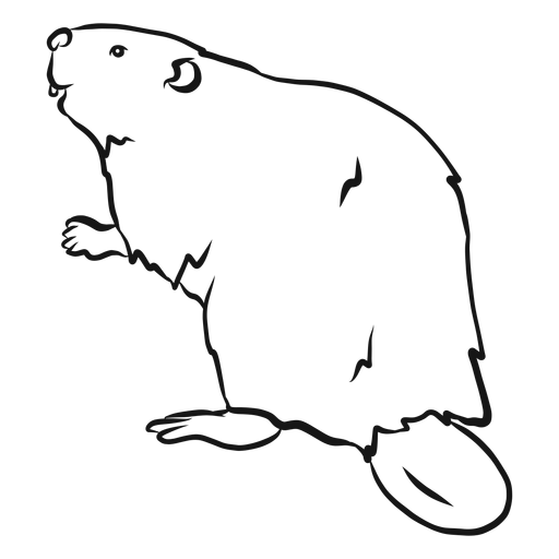 Beaver tail rodent fur sketch PNG Design