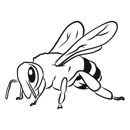 Abeja ala raya avispa boceto Transparent PNG Abeja ala raya avispa boceto Transparent PNG