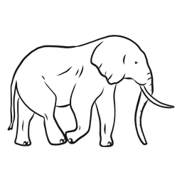 Elephant ear ivory trunk tail sketch Transparent PNG