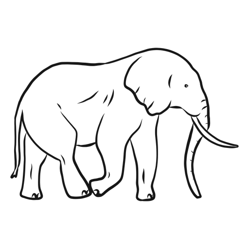 Esbo?o da cauda do tronco de marfim orelha de elefante Desenho PNG