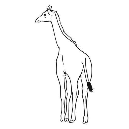 Bosquejo de osicones de cola larga de cuello de jirafa alto