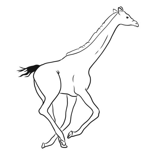 Giraffe neck tall long tail run ossicones sketch