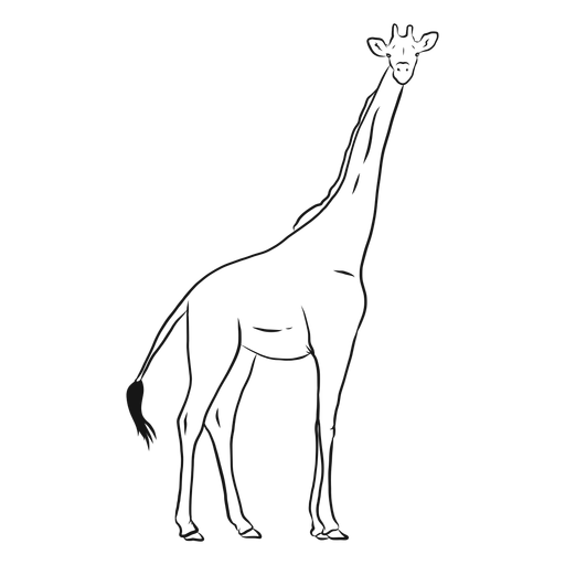 Dibujo de osicones largos y altos de cuello de cola de jirafa Diseño PNG