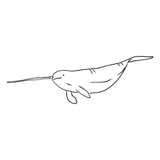 Narwhal flipper tusk tail sketch PNG Design