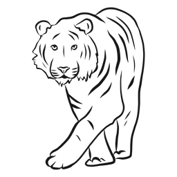Tiger stripe sketch