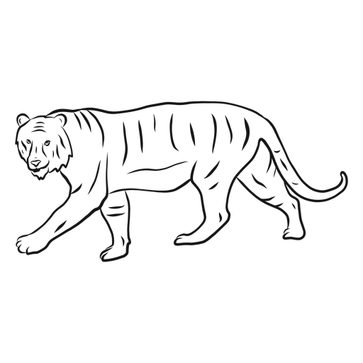 Dibujo de raya de cola de tigre Diseño PNG