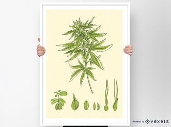 Diseño de vectores de cannabis