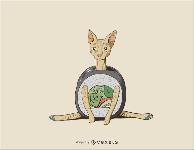 Sushi Sphynx Gato Vetor Desgin Sushi Sphynx Gato Vetor Desgin