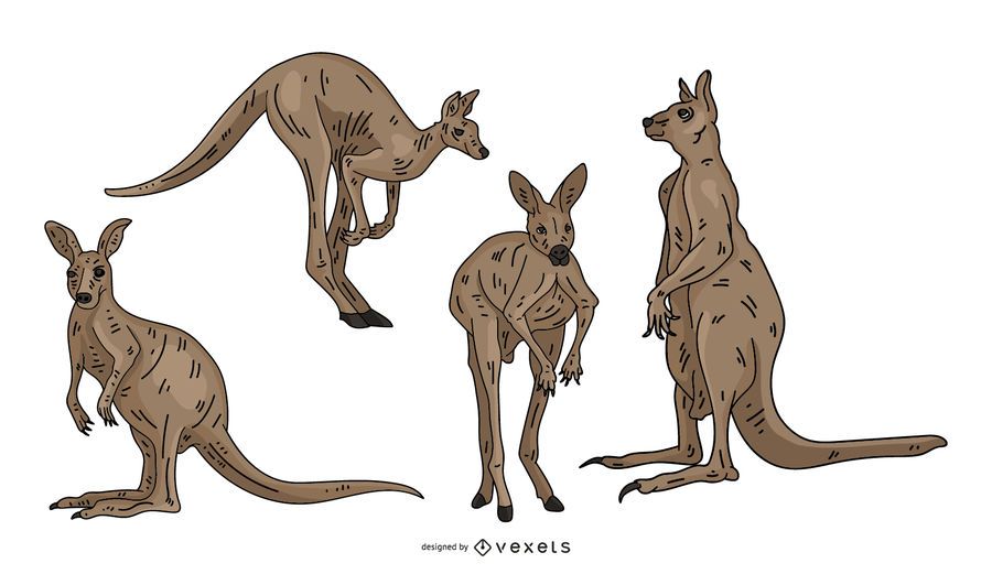 Kangaroo Colored Illustration Set Kangaroo Colored Illustration Set